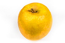 Organic Goldrush apple from France.