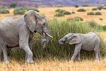 Desert dwelling African elephant (Loxodonta africana) with calf feeding on tall grass, Damaraland, Namibia