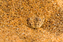 Peringuey's / Sidewinding adder (Bitis peringueyi) hiding in shallow sand, Namib Desert, Namibia. This little endemic snake is one of the smallest adders in the world.