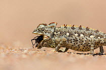Namaqua chameleon (Chamaeleo namaquensis) eating dune beetle, Namib Desert, Namibia