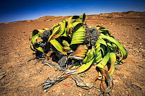 Welwitschia (Welwitschia mirabilis) endemic to Namibia, Namib Desert