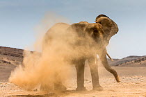 African elephant (Loxodonta africana) having dust bath, Namibia.