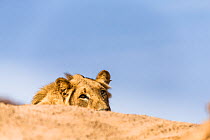 Desert dwelling Lion (Panthera leo) peering over top of sand dune stalking prey, population estimated at 90 individuals, Damaraland, North West of Namibia.