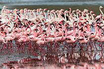 Greater flamingo (Phoenicopterus ruber) and Lesser flamingo (Phoeniconaias minor) flocking at low wide at Walvis Bay. Namibia, October