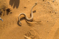 Peringuey's / sidewinding adder (Bitis peringueyi) moving on dunes, Namib Desert, Namibia. This little endemic snake is one of the smallest adders in the world.