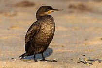 Cape cormorant (Phalacrocorax capensis) at rest, Skeleton Coast, Namibia. October