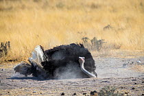 Ostrich (Struthio camelus) male having a dust bath, Etosha National Park, Namibia.