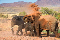 Desert dwelling African elephants (Loxodonta africana) having dust bath in Damaraland, Namibia.