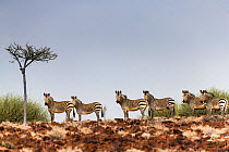 Hartman mountain zebras (Equus zebra hartmannae) herd standing on horizon, Damaraland, Namibia