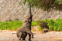 Desert dwelling African elephant (Loxodonta fricana) bull standing up to browse  high branches in the dry river bed of the Hoanib River, Damaraland, Namibia.