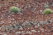 Hartman mountain zebras (Equus zebra hartmannae) herd in scrubland, Damaraland, Namibia