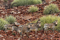 Hartman mountain zebras (Equus zebra hartmannae) herd in scrubland, Damaraland, Namibia