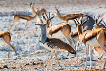Kori bustard (Ardeotis kori) same size as Springboks (Antidorcas marsupialis) Etosha National Park. Namibia.