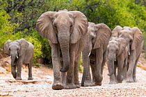 Desert dwelling African elephants (Loxodonta africana) matriarch leading her family in the Hoanib River bed, Damaraland. Namibia.