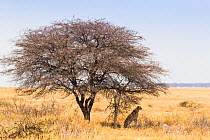Cheetah (Acinonyx jubatus) sitting in shade of tree  looking around, near Etosha Pan, Etosha National Park, Namibia