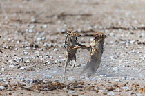 Black-backed jackals (Canis mesomelas) two fighting in dust pan, Etosha National Park. Namibia.