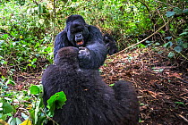Mountain gorilla (Gorilla gorilla beringei) non dominant male challenging silverback Akurevuro, Kwitonda Group. Volcanoes National Park, Virunga Mountains, Rwanda.
