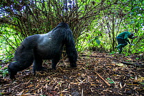 Mountain gorilla (Gorilla gorilla beringei) dominant silverback Akarevuro completely drunk due to the consumption of new bamboo stems which cause a fermentation in their stomach, leading to unpredicta...