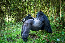 Mountain gorillas (Gorilla gorilla beringei) confrontation between two dominant silverback males from two different family groups - Agashyia and Sabiniyo. Volcanoes National Park. Virunga Mountains, R...