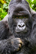 Mountain gorilla (Gorilla gorilla beringei) silverback Gihishamwotsi displaying, non group dominant, Sabyinyo Group, Volcanoes National Park, Virunga Mountains, Rwanda