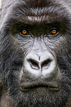 Mountain gorilla (Gorilla gorilla beringei) head portrait of Silverback Gihishamwotsi, non group dominant, Sabyinyo Group, Volcanoes National Park, Virunga Mountains, Rwanda