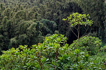 Natural habitat of the Mountain gorilla (Gorilla gorilla beringei) Volcanoes National Park, Virunga Mountains, Rwanda in rainy season