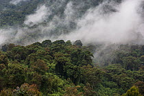 Mist over tropical rainforest covered slope of the Visoke Volcano, home to Mountain gorillas (Gorilla gorilla beringei) Volcanoes National Park, Virunga Mountains, Rwanda