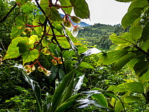Orchids among vegetation in the Volcanoes National Park, home of the Mountain gorillas (Gorilla gorilla beringei), Virunga Mountains, Rwanda