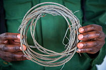 Snare confiscated by rangers, found in the Volcanoes National Park, home of the endangered Mountain gorillas (Gorilla gorilla beringei) Rwanda, October 2012.
