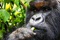 Mountain gorilla (Gorilla gorilla beringei) close up of silverback eating, Volcanoes National Park, Virunga Montains, Rwanda.