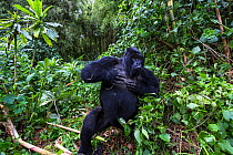 Mountain gorilla (Gorilla gorilla beringei) blackback Shirimpumu displaying, non dominant male, Sabyinyo Group, Volcanoes National Park, Virunga Mountains, Rwanda