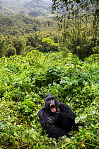 Mountain gorilla (Gorilla gorilla beringei) silverback Gihishamwotsi displaying, Sabyinyo Group. Volcanoes National Park, Virunga Mountains, Rwanda