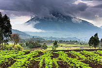 Sabyinyo Volcano with agricultural land on boundary of Volcanoes National Park, Virunga Mountains, Rwanda.