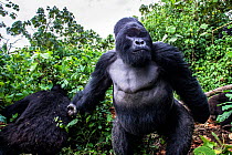 Mountain gorilla (Gorilla gorilla beringei) dominant silverback Akarevuro completely drunk due to the consumption of new bamboo stems which ferment in the stomach,  Kwitonda Group, Volcanoes National...
