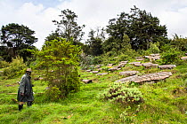 Beekeeper and his traditional bee hives (Apis sp) near the entrance of the Volcanoes National Park, home of the Mountain gorilla (Gorilla gorilla beringei) 2000 meters above sea level, Rwanda