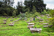 Beekeeper and his traditional bee hives (Apis sp) near the entrance of the Volcanoes National Park, home of the Mountain gorilla (Gorilla gorilla beringei) 2000 meters above sea level, Rwanda