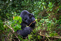 Mountain gorilla (Gorilla gorilla beringei) male eating leaves by putting the stem between his teeth, Volcanoes National Park, Rwanda
