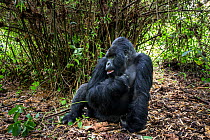 Mountain gorilla (Gorilla gorilla beringei) dominant silverback Akarevuro completely drunk due to the consumption of new bamboo stems which ferment in the stomach, Kwitonda Group, Volcanoes National P...