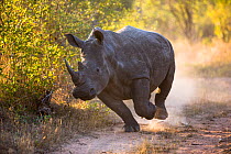 White rhinoceros (Ceratotherium simum) charging, Mala Mala Game Reserve, South Africa.