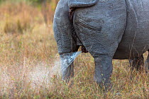 White rhinoceros (Ceratotherium simum) marking its territory by spraying urine on ground, Mala Mala Game Reserve, South Africa