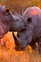 White rhinoceros (Ceratotherium simum) two males fighting, in evening light, Sabi Sand Game Reserve, South Africa.