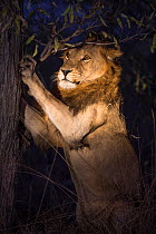 Lion (Panthera leo) male sharpening his claws on a tree at night, Sabi Sand Game Reserve, South Africa.