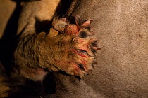 Lion (Panthera leo) close up of paw and claws gripping on to prey, at night, South Africa