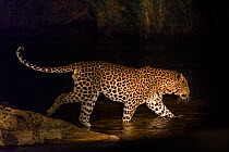Leopard (Panthera pardus) male crossing river at night, Sabi Sand Private Game Reserve. South Africa.