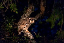 Giant eagle owl (Bubo lacteus) at night in a tree, South Africa June