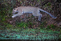 Leopard (Panthera pardus) young female jumping across a river, Sabi Sand Private Game Reserve. South Africa.