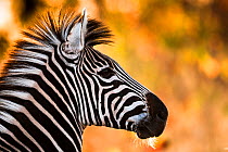 Burchell's zebra (Equus burchelli) head portrait, South Africa