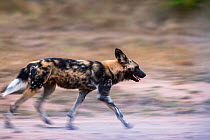 African wild dog (Lycaon pictus) male. walking profile blurred motion, Mala Mala Game Reserve. South Africa.