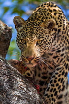 Leopard (Panthera pardus) male in a tree, Sabi Sand Game Reserve, South Africa