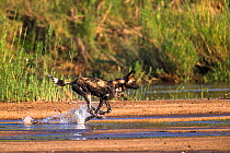 African wild dog (Lycaon pictus) crossing river at speed,  Mala Mala Game Reserve. South Africa.